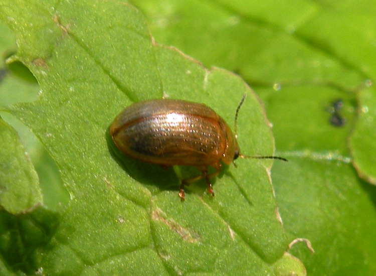 Chrysomelidae dal Trentino
